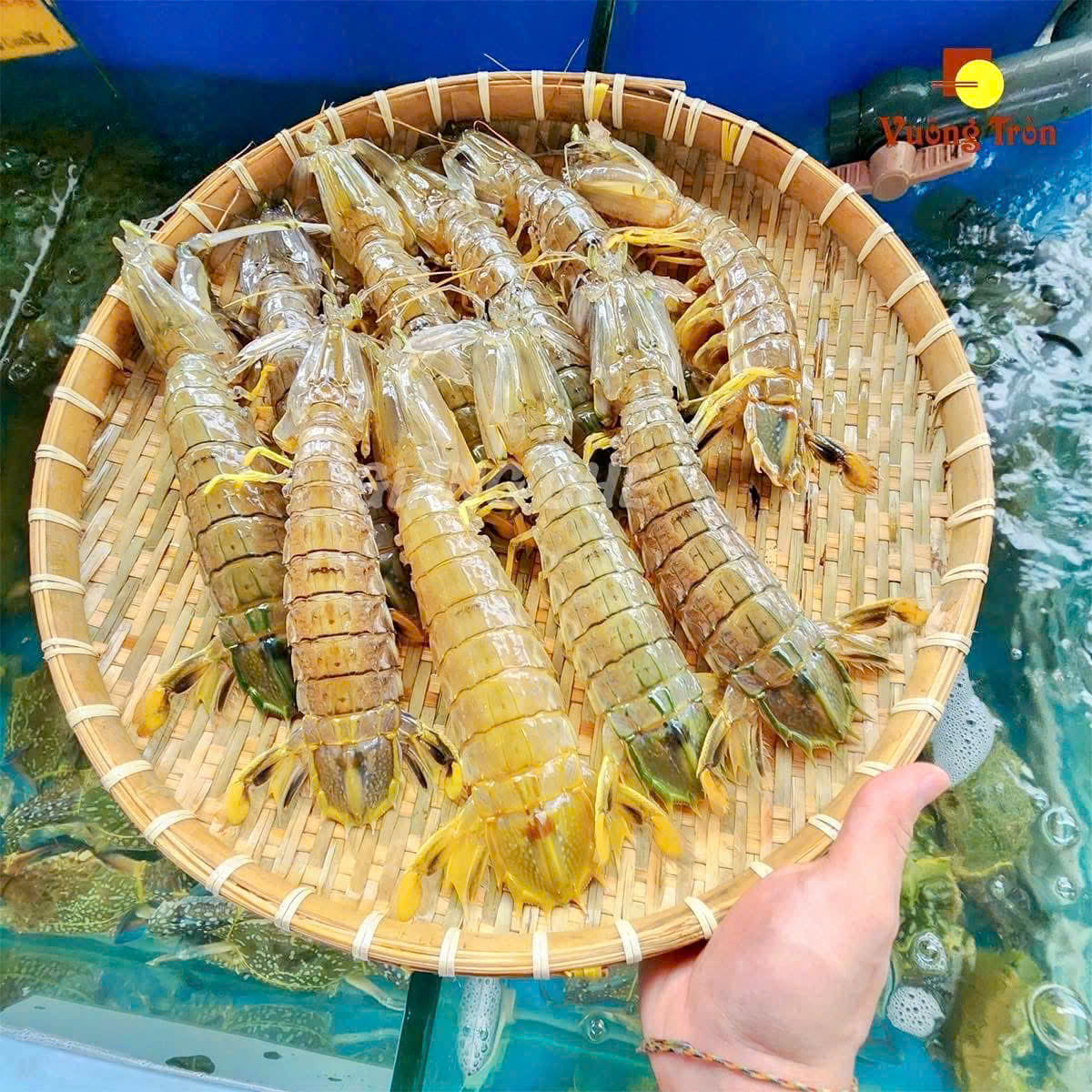 Ghé quán hải sản cơm niêu Mũi Né nên thử 1 combo cơm trái dừa tôm sốt gừng