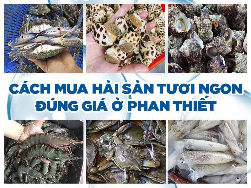 Mẹo nhỏ giúp bạn chọn hải sản tươi sống khi du lịch Mũi Né
